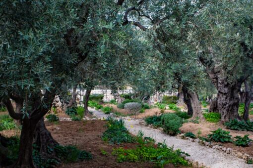 Olive trees along a gravel path in the Garden of Gethsemane